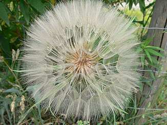 Fruchtstand / Pusteblume