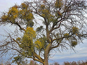 Von Misteln befallener Obstbaum