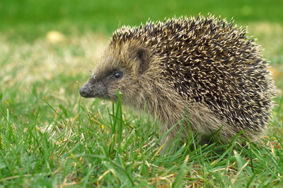 Igel