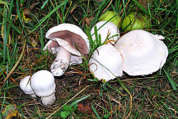 Wiesenchampignon