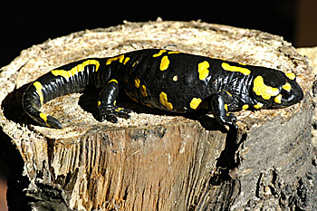 Feuersalamander