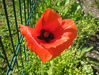 Klatschmohn