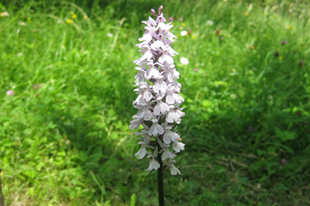 Dactylorhiza fuchsii