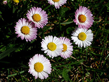 Gänseblümchen