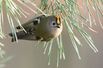 Wintergoldhähnchen