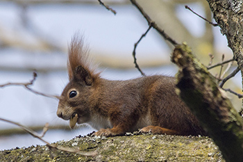 Eichhörnchen