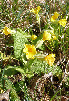 Schlüsselblume