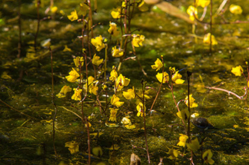 Wasserschlauch