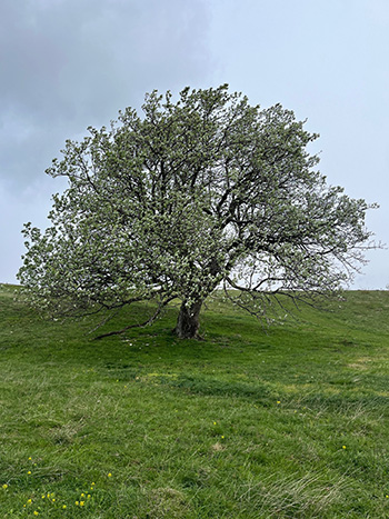 Mehlbeerel